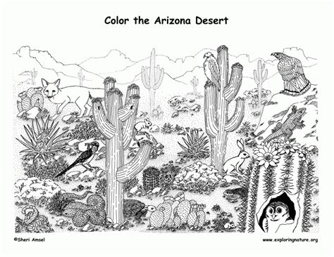desert habitat coloring pages ceplok colors