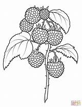 Coloring Raspberries Pages Drawing Printable Fruits Fruit Supercoloring Book Outline Super Choose Board Hand sketch template