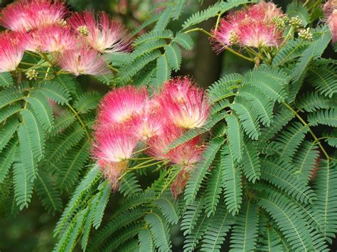 mimosa tree organic medicinal  plants  sale crimson sage nursery