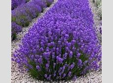 Lavendula ~English Lavender~ 1 nice sized plant