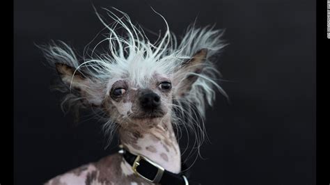 meet  worlds ugliest dog cnncom