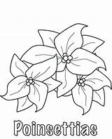 Poinsettia Coloring Flower Getdrawings Pages sketch template