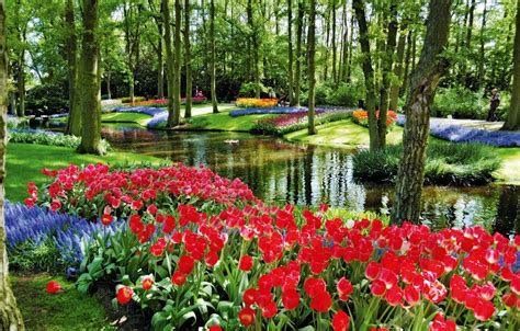 dünyanın en büyük Çiçek bahçesi keukenhof bahçeleri konsept projeler güzel bahçeler bahçe