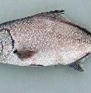 Afbeeldingsresultaten voor "polymixia Nobilis". Grootte: 180 x 109. Bron: www.fishbase.se