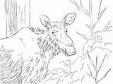 Moose Coloring Eastern Pages sketch template