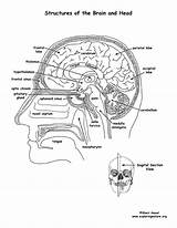 Brain Coloring Labeled Structures Anatomy Sagital Section Human Pdf Exploringnature Viewed Body sketch template