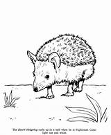 Hedgehog Igel Ausmalbilder Identification sketch template