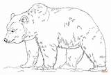 Grizzly Bear Coloring Pages Printable Realistic Drawing Color Print Bears Patterns Panda Kids Polar Adult Drawings Su sketch template