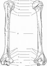 Humerus Radius Ulna sketch template