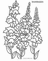 Snapdragon Flower sketch template