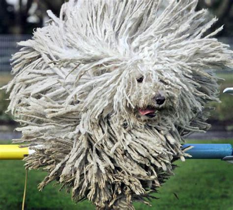 komondor history personality appearance health  pictures