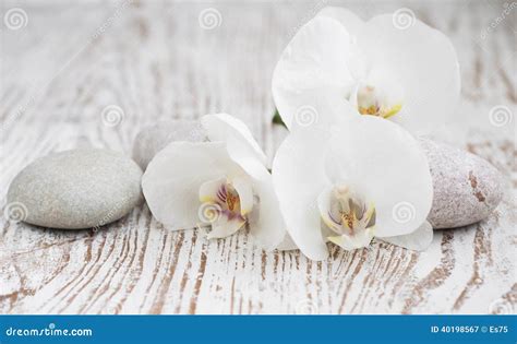 orchids spa stock image image  tranquil orchid luxury