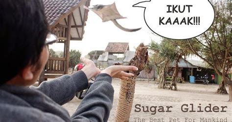 tips informasi sugar glider yogyakarta  drama review sugar glider academy jogja harga