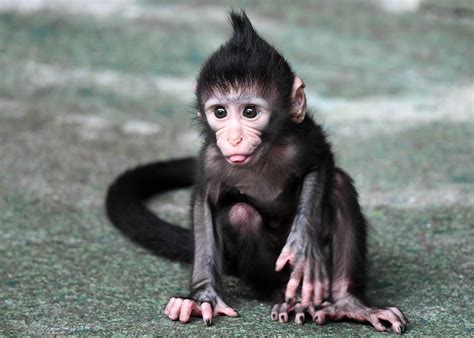 baby monkey born  fourth  july  brookfield zoo chicago news wttw