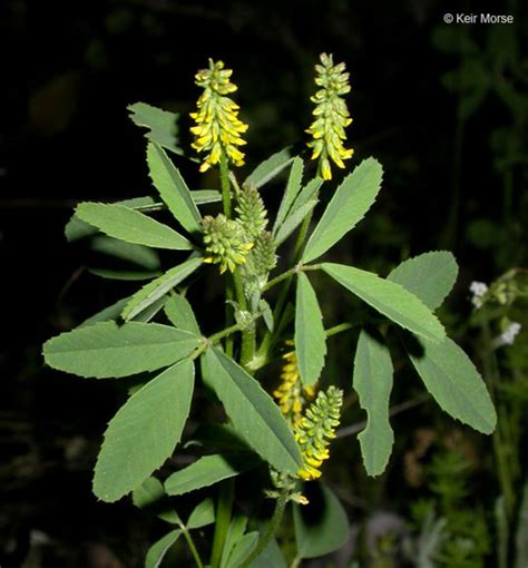 melilotus indicus indian sweet clover  botany