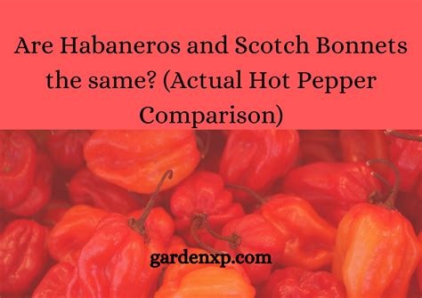 habaneros  scotch bonnets   actual hot pepper comparison