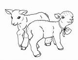 Lamb Coloring Pages Easter Lambs Pdf Choose Board Coloringcafe Printable Sheets sketch template