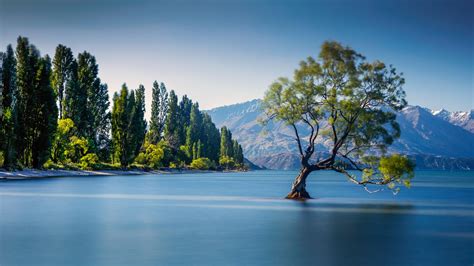 The Famous Wanaka Tree At Lake Wanaka Otago New Zealand Windows