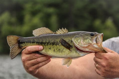 bass eat    baits  catching bass