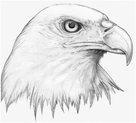 animal drawing pencil sketch colorful realistic art images drawing skill