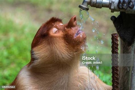 Keluarga Monyet Bekanlai Liar Atau Nasalis Larvatus Di Hutan Hujan