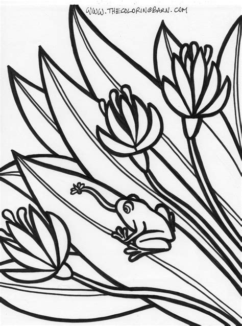 rainforest frog coloring page frog coloring pages pattern art