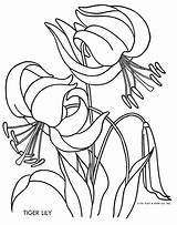 Lily Qisforquilter Stargazer Lilies 1951 Brod Munk sketch template