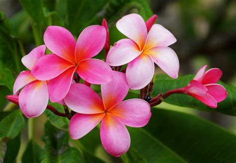 iconic tropical flowers       hawaii hawaii