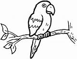Parrot Coloring Pages Color Print Animals Sheet Animal Back sketch template