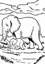 Elefant Elefanten Malvorlage Ausmalen Wilde Malvorlagen Kostenlos sketch template
