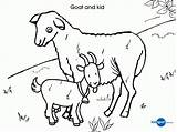 Goat Baby Farm Coloring Animal Pages Template Outline Kid Colouring Drawing Printable Templates Cute Cow Print Color Getcolorings Getdrawings Coloringhome sketch template