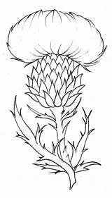 Thistle Drawing Flower Scottish Tattoo Coloring Pages Simple Drawings Thistles Scotland Metacharis Scotch Flowers National Line Deviantart Sketch Template Plant sketch template