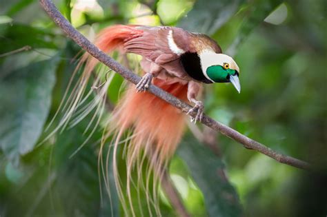 culture and birds of paradise photography papua new guinea wildlife holiday asia group tour