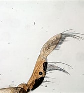 Afbeeldingsresultaten voor "arietellus Setosus". Grootte: 167 x 185. Bron: www.iopan.gda.pl