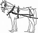 Harness Horse Drawn Carriage Clipart Drawing Labeled Etc Gif Pieces Clipground Original Large Getdrawings Usf Edu Tiff Resolution Paws Five sketch template