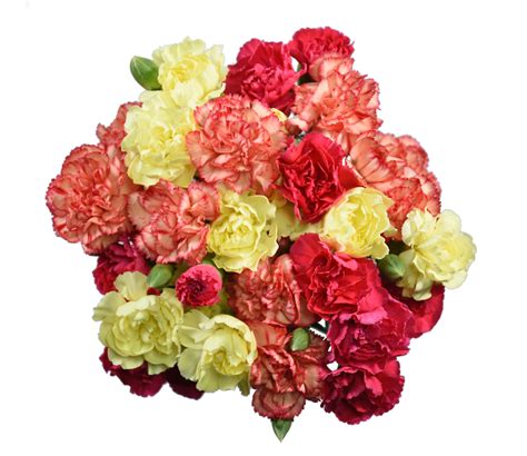 mini carnations  stems colors  vary  season  availability walmartcom walmartcom