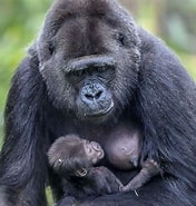 Image result for "chirodropus Gorilla". Size: 176 x 185. Source: www.ross-shirejournal.co.uk