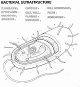 Prokaryotic Worksheet Bacterial Structure Prokaryotes Membrane Biology Labeling Disimpan Bo Dari K12 Lr sketch template