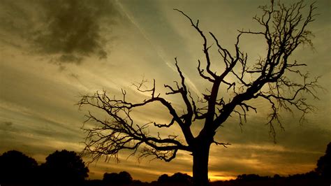 spooky tree hampstead heath london richard cartawick flickr