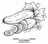 Cucumber Vector Vegetables Drawn Hand Material Eps Format 19kb Illustration sketch template