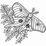 Moth Luna Coloring Line Mihran Joyce Turley 71kb 288px sketch template