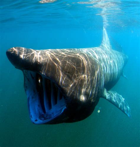 squali nel mediterraneo ecco le specie piu affascinanti dei mari italiani