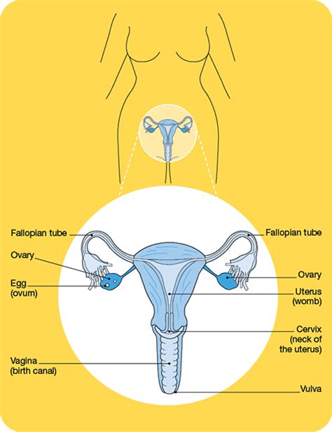 the female reproductive system fertility and cancer cancer council nsw