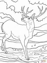Deer Mule Coloring Pages Choose Board Tailed Family sketch template