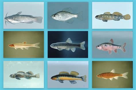 freshwater fish  virginia jstor daily