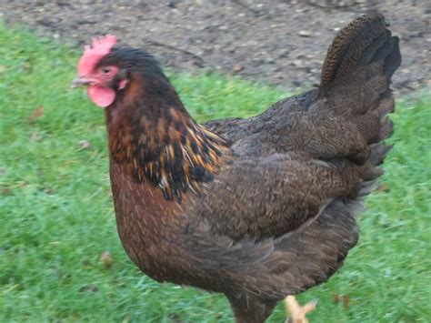 welsummer for sale chickens breed information omlet