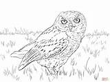 Owl Coloring Screech Pages Snowy Western Drawing Whet Saw Owls Printable Cute Flight Color Birds Getdrawings Drawings sketch template