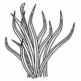 Seaweed Seagrass Moziru Clipartmag sketch template