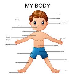 body parts diagram poster royalty  vector image