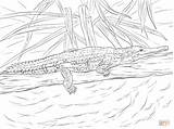 Coloring Pages Crocodile Freshwater Water Template Cartoon Drawing Printable Color Hole Getcolorings Print sketch template